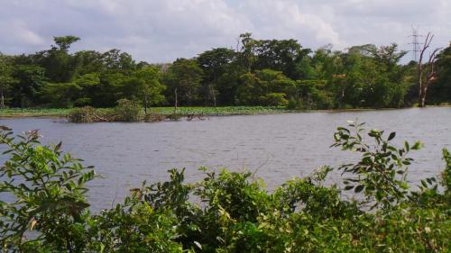a large body of water with trees in the background at Lovely lodge & Hostel in Sigiriya