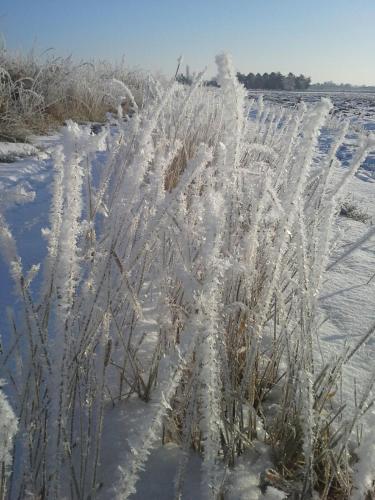 a field covered in snow with tall grass at PilgerRosenhof in Maria Taferl