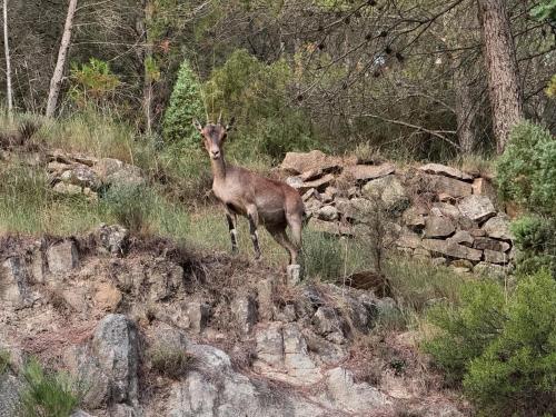 Tiere im Ferienhaus oder in der Nähe