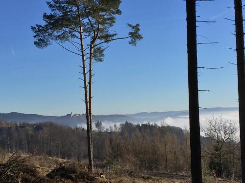a tree on a hill with fog in the distance at PilgerRosenhof in Maria Taferl