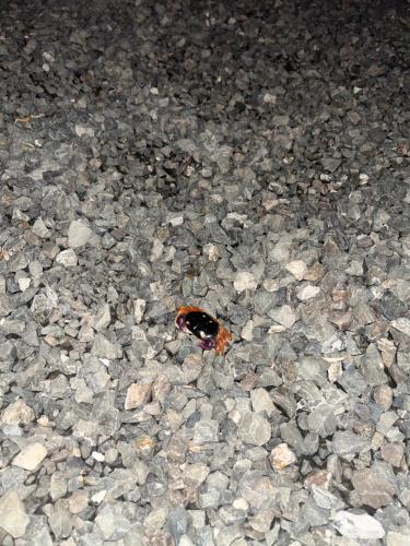a butterfly on the ground in the middle of rocks at Contenedor Santa Cruz en Guanacaste piscina in Paraíso