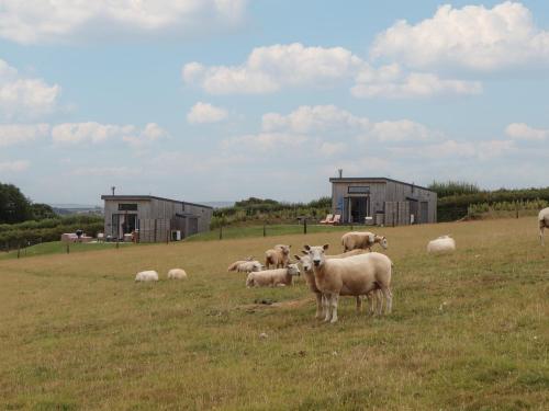 a herd of sheep grazing in a field at The Bickleigh in Tiverton