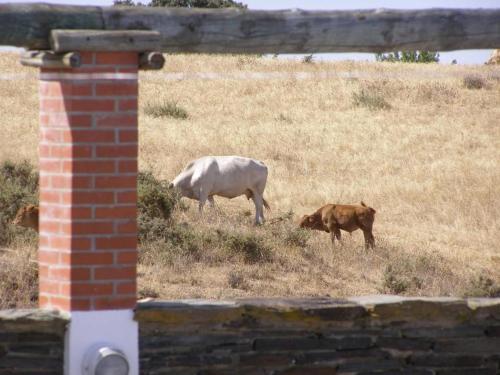 two cows grazing in a field of dry grass at Monte da Freira in Bencatel