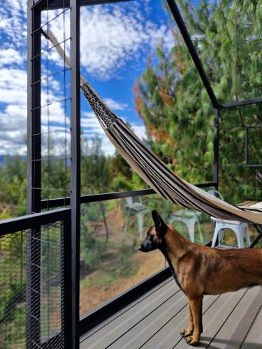 Animal ou animaux domestique(s) séjournant avec des clients dans l'établissement Vive Rela Tiny Houses