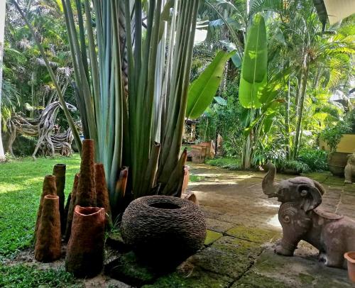 a cactus and other plants in a garden at home stay pool villa chiang mai in Ban Thung Satong