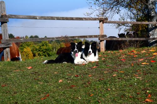 two cows laying in the grass next to a fence at Eko Pony Ranch Ogrizek in Podčetrtek