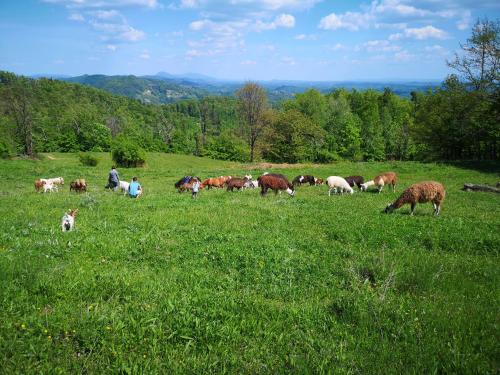 a herd of animals grazing in a field of grass at Eko Pony Ranch Ogrizek in Podčetrtek