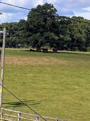 a field with a fence and a tree at Flambards Hotel in Cardigan