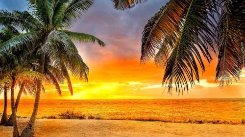 two palm trees on the beach at sunset at Sea Glass Cove by SoFLA Vacations in Marathon