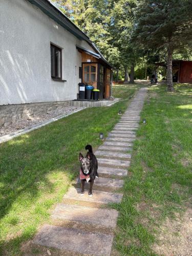 a small black dog walking down a sidewalk at Chata na lúke in Tatranska Strba