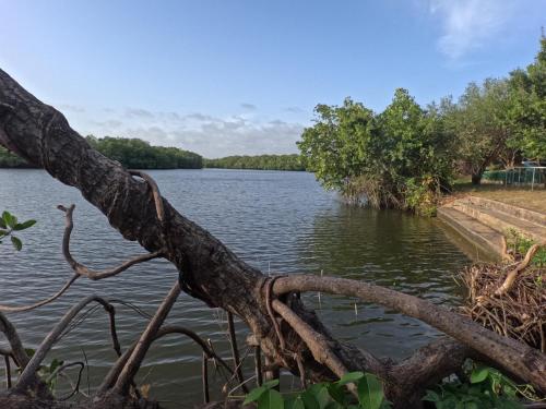a view from the shore of a lake at Wilpattu Nature Resort in Murandanveli
