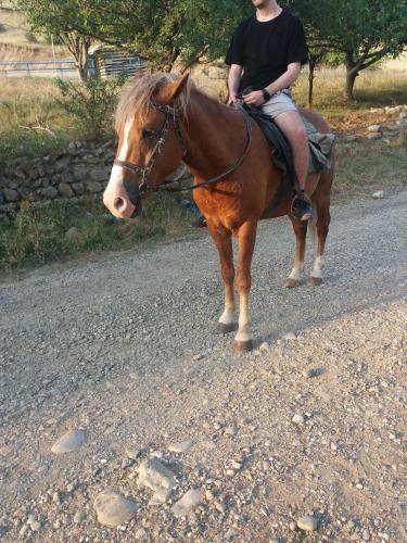 Animales en la villa o alrededores