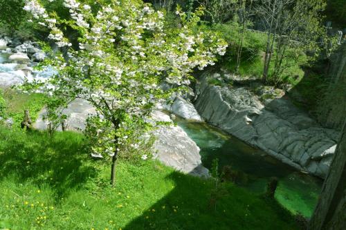 a tree with white flowers next to a river at Ponte Fontana in Campiglia Cervo