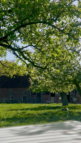 a tree in a field with a building in the background at Cute little caravan for 2 in old orchard in Hem