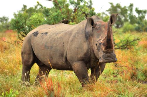a rhino standing in a field of tall grass at 57 Waterberg in Welgevonden Game Reserve