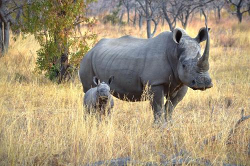 a large rhino and a baby rhino standing in a field at 57 Waterberg in Welgevonden Game Reserve