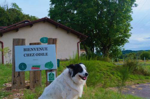 Animal ou animaux domestique(s) séjournant avec des clients dans l'établissement Chambres d'hôte Odile et les cycleux Lily