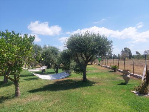 a group of hammocks in a field with trees at Oasi Relax in Borgo Isonzo