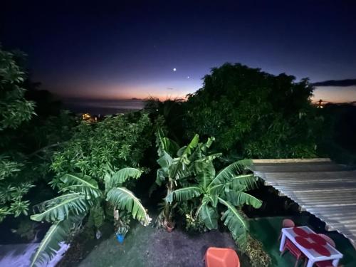 a view of a bunch of banana trees at night at Chez Coco et Fredo in Bouillante