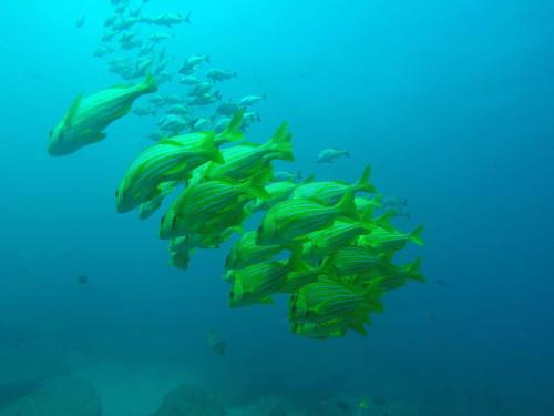 a large group of fish swimming in the ocean at Casa sierra de la Laguna in Salalito