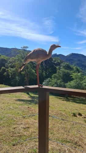 a bird standing on top of a fence at Idilicos Mauá in Visconde De Maua