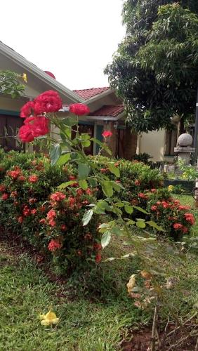 a bush of red flowers in front of a house at Hotel Boutique Malibu Los Sueños in Tigre