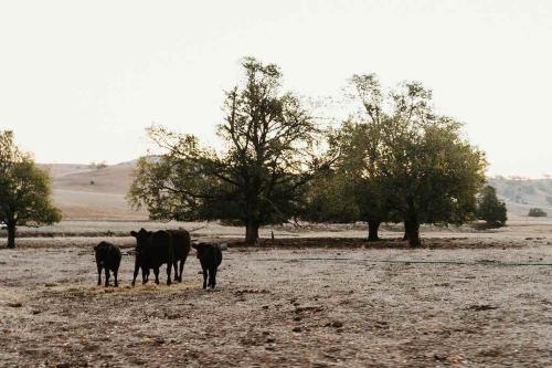 Animales en la casa vacacional o alrededores