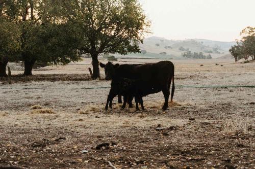 Animales en la casa vacacional o alrededores