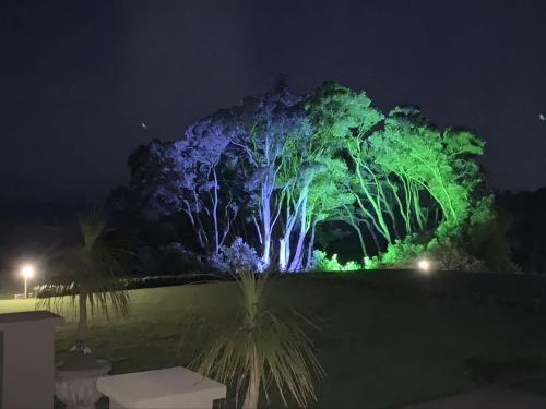 a tree lit up in green and blue at night at Bay View Terrace Studio 2 in Tataraimaka