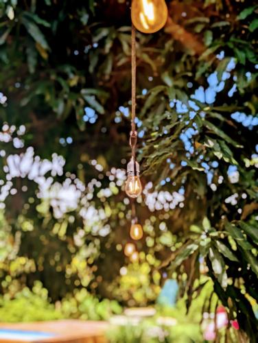 a light bulb hanging from a tree at Don Jiménez Guesthouse in Puerto Jiménez