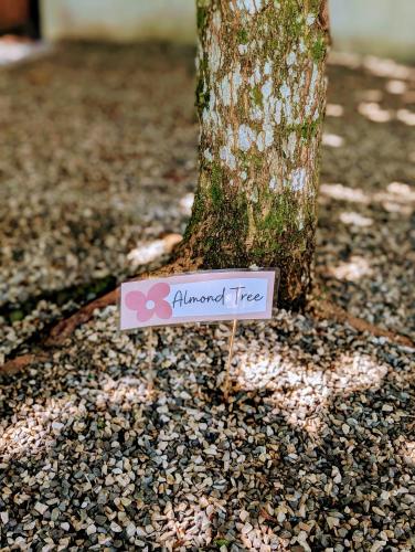 a sign that says almond tree in front of a tree at Don Jiménez Guesthouse in Puerto Jiménez