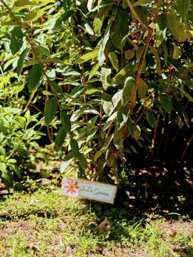 a sign that says little clover in front of a tree at Don Jiménez Guesthouse in Puerto Jiménez