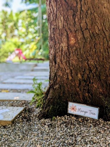 a tree with a sign that says macy tree at Don Jiménez Guesthouse in Puerto Jiménez