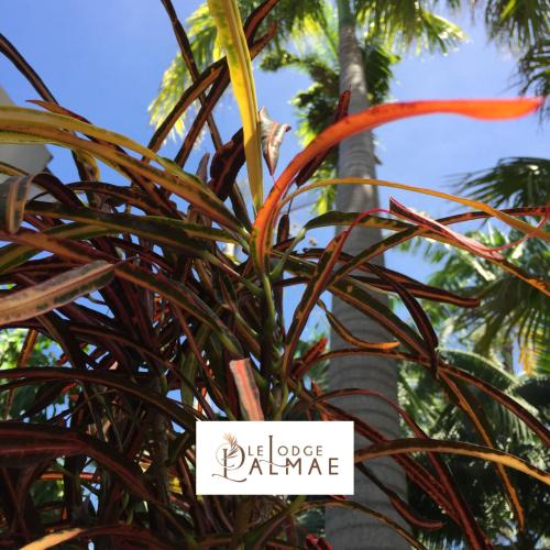 a plant with a sign that reads flower dancearma at Lodge Palmae - Votre Lodge avec Jacuzzi Privatif - Adults Only in Saint-Pierre