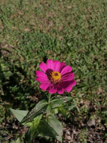 Jardín al aire libre en Roomsmagicoco