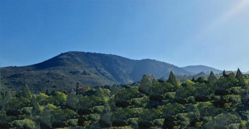 a group of trees with mountains in the background at Bello mini Depa DxA - rentaflex com mx in Mexico City