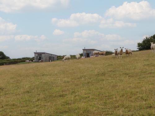a herd of sheep grazing in a field at The Pennymoor in Tiverton