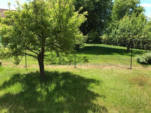 a tree in the middle of a grass field at Fewo Rotensol - Bad Herrenalb in Bad Herrenalb