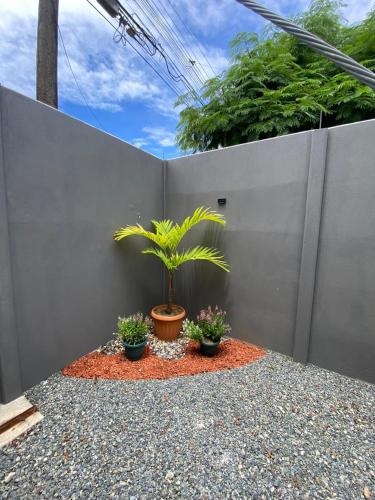 a palm tree in a pot on a gravel patio at Casa Mar in Uvita