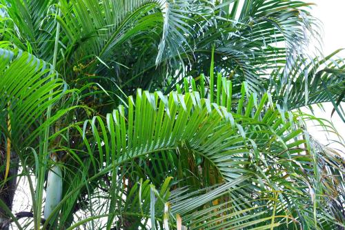 a group of palm trees with green leaves at Guest House Suntoru in Ishigaki Island