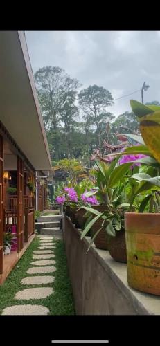 a walkway with potted plants next to a building at Alam Semeru, Traditional Indonesian Homestay in Gunungsriti