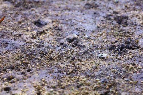 a small object on the ground with dirt and grass at Guest House Suntoru in Ishigaki Island