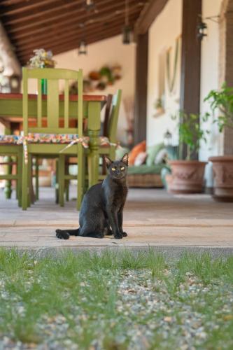 a black cat sitting on a porch next to a chair at Agriturismo Casa del Vento in San Presto