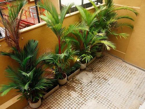 a group of palm trees in a room at CityRest Fort in Colombo