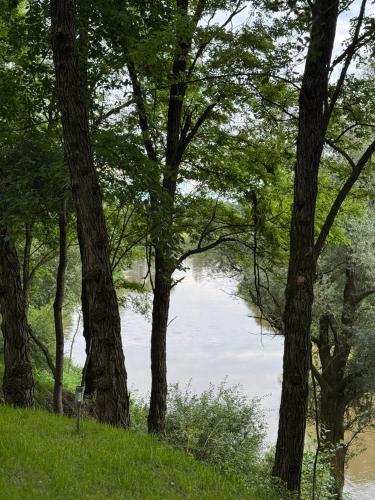 a body of water through a forest of trees at Sanovia Glamping in Reczpol