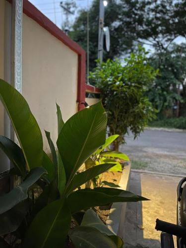 Сад в Rara Guest House Raja Ampat