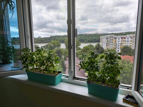 three potted plants sitting on a window sill at One room in apartment in the park center area of Chisinau in Chişinău