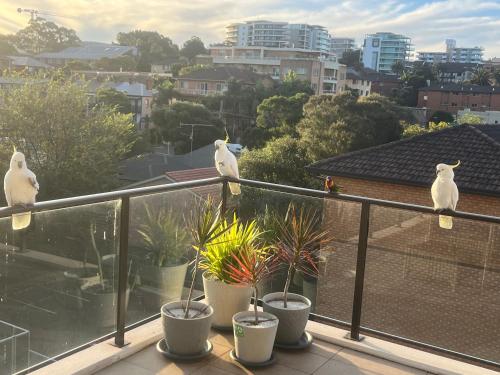 three white owls sitting on a railing on a balcony at beach pad in Wollongong
