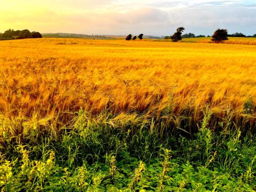 a field of wheat with the sun shining on it at pallisgaard B&B in Struer