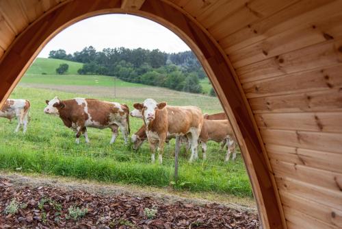 a group of cows standing in a field through a window at La Bohème Lodges and Glamping in Vrhaveč